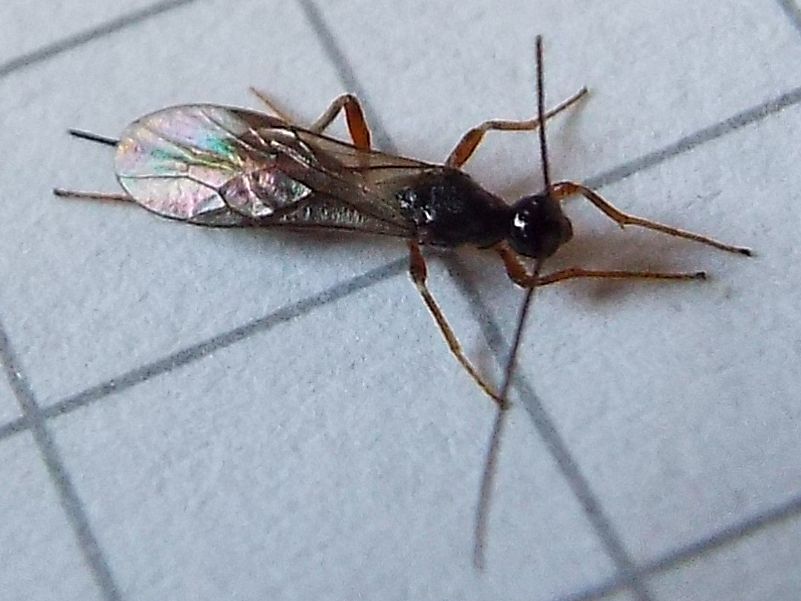 Braconidae